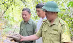 Tê tê Java quý hiếm bất ngờ xuất hiện trong vườn nhà dân