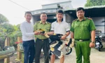 Đang tưới cây, con chim màu đen bay vào, không ngờ là Hồng Hoàng quý hiếm