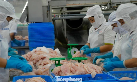 Cá tra Việt Nam bán cho Trung Quốc nhiều nhất