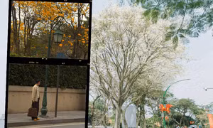 Bản đồ "sống ảo" mùa hoa Hà Nội: Cung đường ôm hết hoa sưa - ban - phong linh