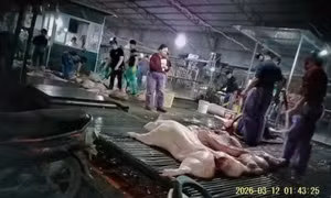 Vụ 300 tấn lợn bệnh tiêu thụ tại trường học, chợ đầu mối: Xem xét trách nhiệm cán bộ liên quan ra sao?