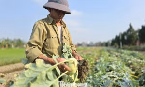 Rau củ được mùa, vì sao nông dân lại mất Tết? 