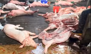 Vụ lợn bệnh vào trường học, lộ 2 trường dùng thịt của Công ty Cường Phát