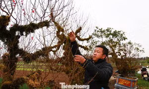 Mùa đào Tết ở Hồng Vân: Vụ hoa cuối của nhiều hộ trồng đào Hà Nội