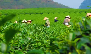 Thái Nguyên đề xuất thu hồi đất để triển khai 32 dự án 