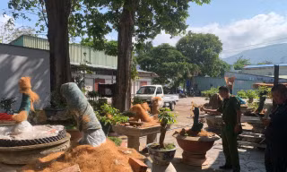 Người đàn ông bị phạt tiền, tịch thu 42 cây mai vàng không rõ nguồn gốc