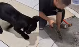 Thấy chú chó cứ cào xuống sàn nhà, người chủ nạy gạch và phát hiện vật bất ngờ