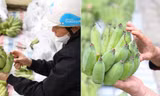 Mâm ngũ quả ngày ông Công ông Táo: Những màu sắc nào hòa hợp nhất với năm nay?