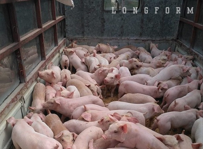 Giá lợn neo cao, ai đang hưởng lợi? ảnh 5