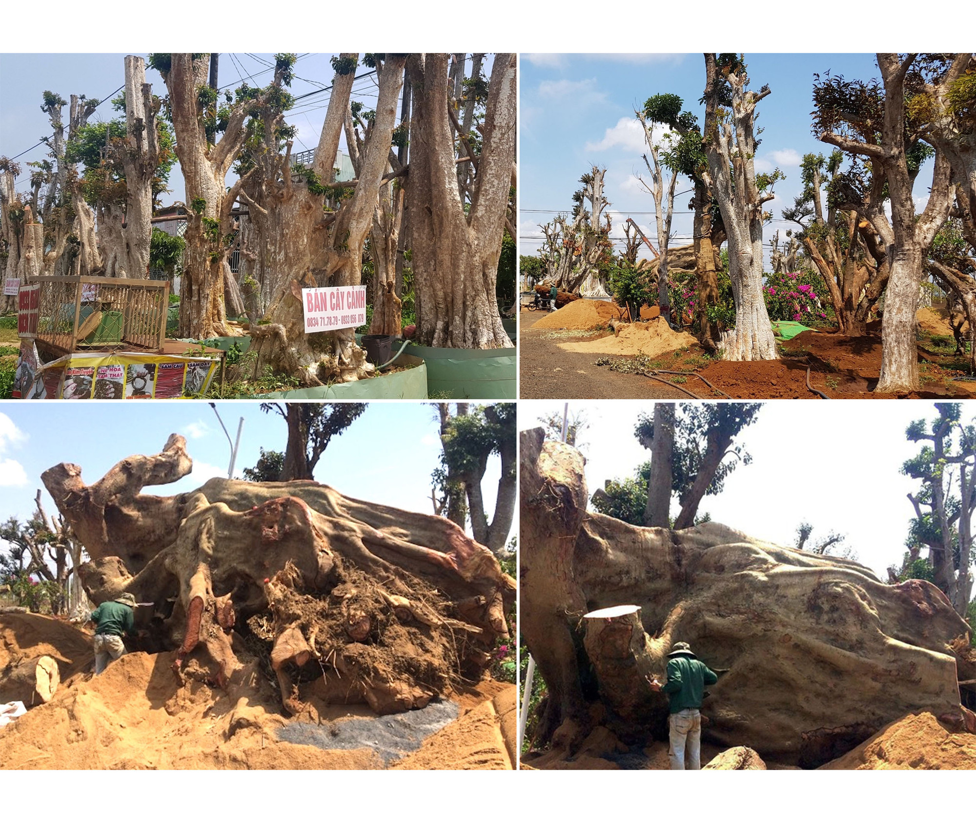 Rừng bị thảm sát, gỗ lậu về đâu? ảnh 5