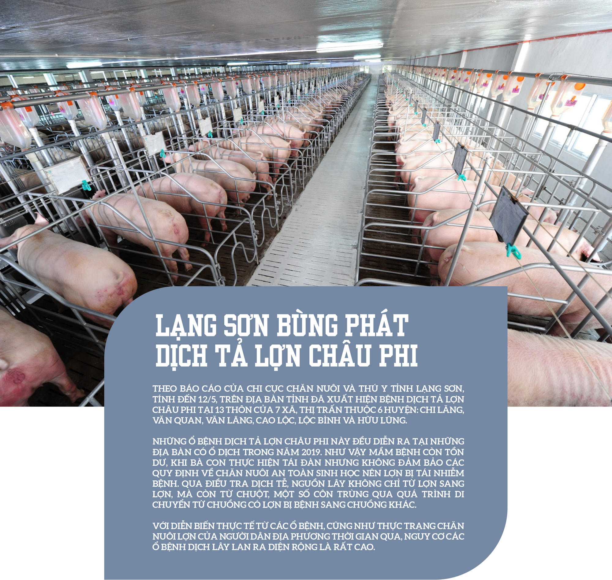 Giá lợn neo cao, ai đang hưởng lợi? ảnh 14