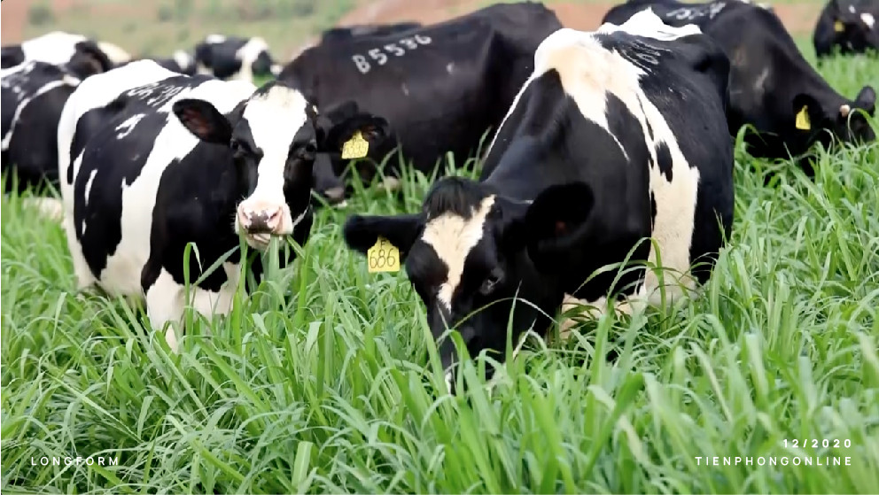 'Để có ly sữa hoàn mỹ, phải mời về những người giỏi nhất!' ảnh 9