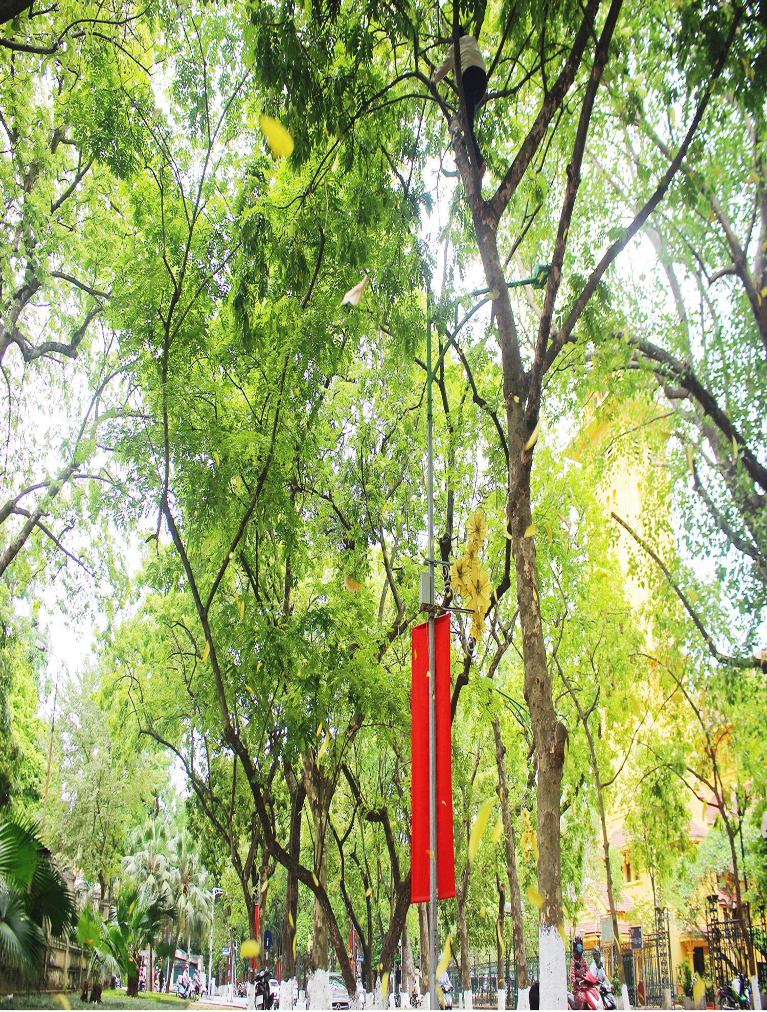 Thợ trèo sấu Hà thành thu nhập trăm triệu mỗi vụ ảnh 3