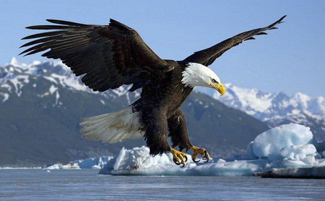 Vì sao ‘chúa tể bầu trời’ phải đập gãy mỏ, bẻ móng vuốt năm 40 tuổi ảnh 1