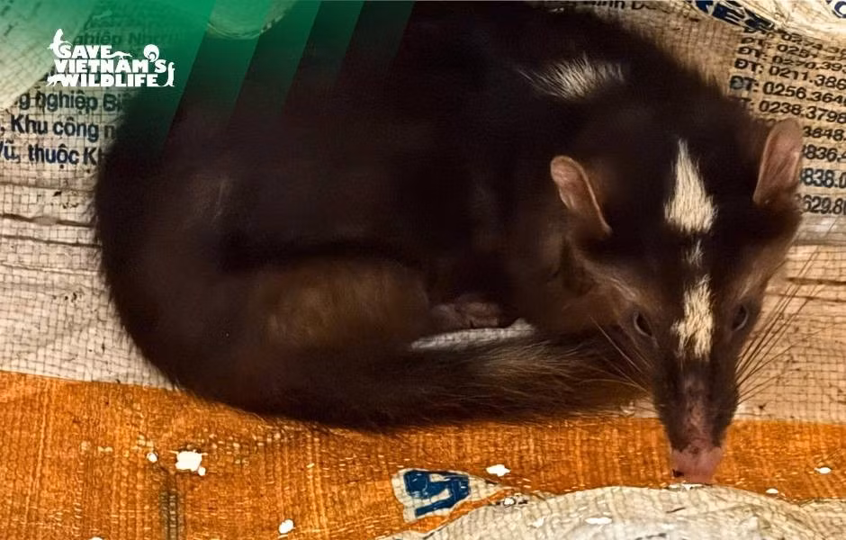 Cứu hộ thành công nhiều động vật quý hiếm