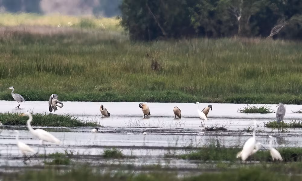 Hàng ngàn chim quý hiếm bay về, Tràm Chim hồi sinh