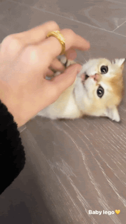 Nghe tin Lisa làm điều này đến lần thứ 5, netizen bàng hoàng “Tưởng nói chơi mà hóa thật” ảnh 4