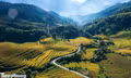  Ruộng bậc thang Tây Bắc mùa lúa chín đẹp như tranh