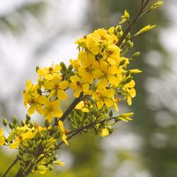 Mai vàng bung nở trên non thiêng Yên Tử
