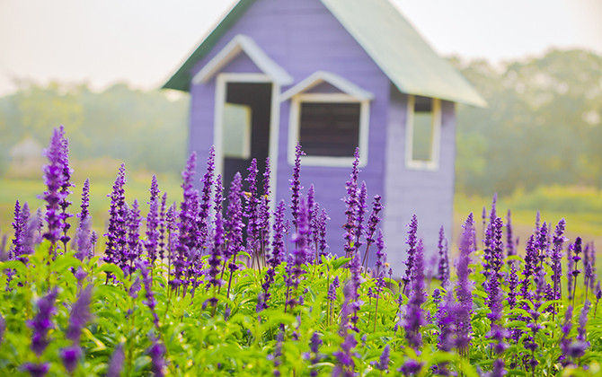 Giới trẻ chết mê với cánh đồng hoa Nữ hoàng xanh tại Hà Nội