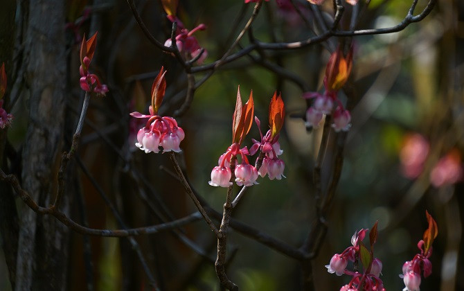Cung đường đỏ thắm sắc Xuân phía bắc đèo Hải Vân