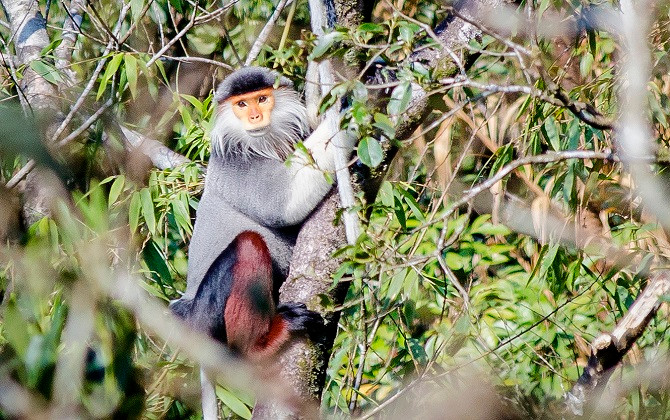 Sửng sốt với đàn Vọoc Chà vá chân nâu ở Rừng quốc gia Bạch Mã
