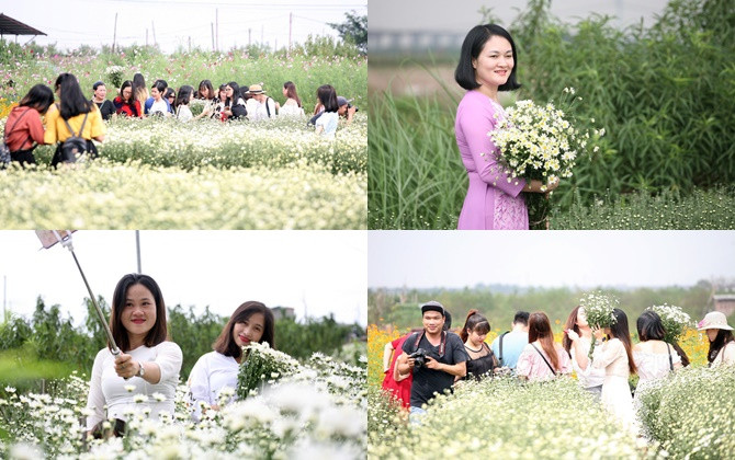 Giới trẻ Hà Nội chen nhau chụp ảnh cúc họa mi vào dịp cuối tuần