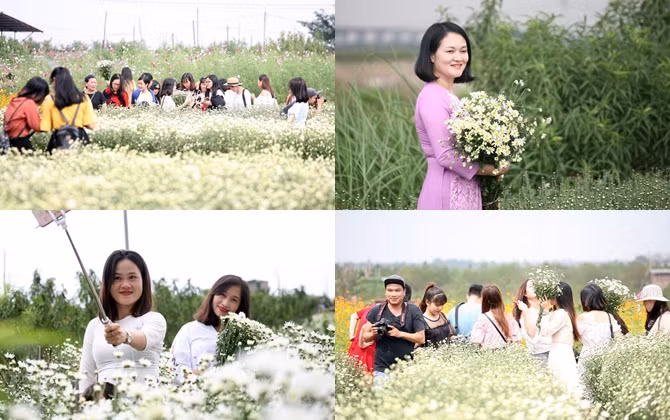 Giới trẻ Hà Nội chen nhau chụp ảnh cúc họa mi vào dịp cuối tuần