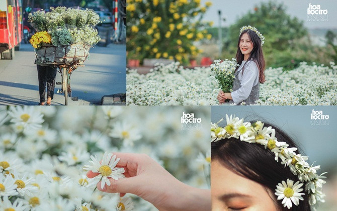 Đông chưa về, nhưng cúc họa mi đã len lỏi khắp phố phường Hà Nội!