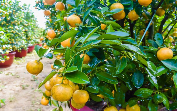 “Kinh đô” quất Cẩm Hà tất bật những ngày áp Tết