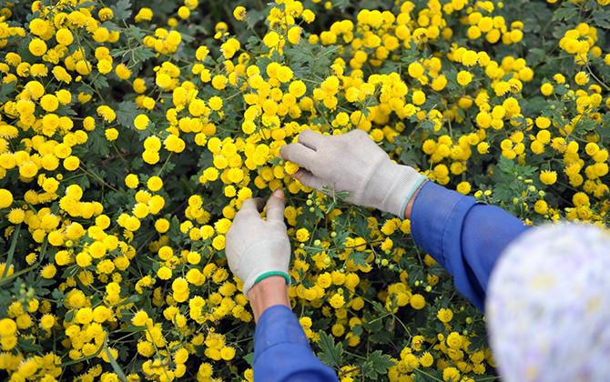 Khám phá cúc "Tiến vua" vàng rực ở Hưng Yên dịp giáp Tết