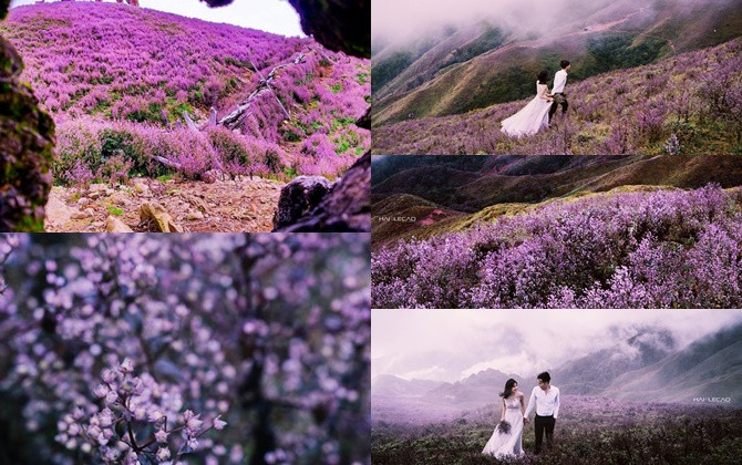 "Ngất lịm" với đồi hoa tím trên Tà Chì Nhù - đỉnh núi cao thứ 7 Việt Nam