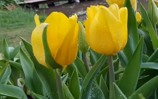 Rực rỡ sắc màu tulip giữa mùa Đông giá rét ở Hà Nội