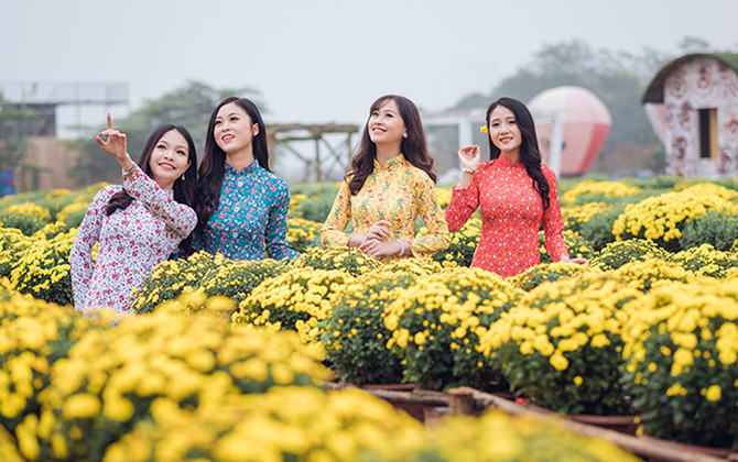 Ngất ngây cánh đồng Cúc mâm xôi giữa Hà Nội