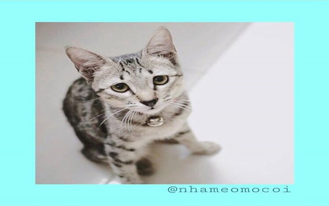 Nhà mèo mồ côi - "mái ấm" trên Instagram cho những chú mèo hoang ở Sài Gòn