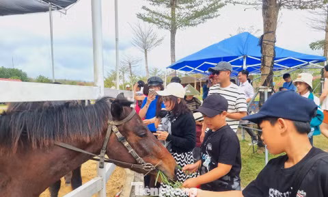 Tết năm ngựa, chen nhau cưỡi ngựa lấy hên