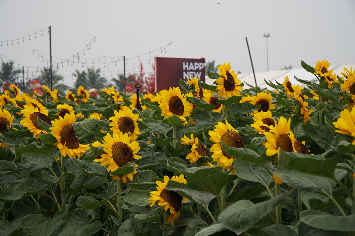 dsc07647.jpg