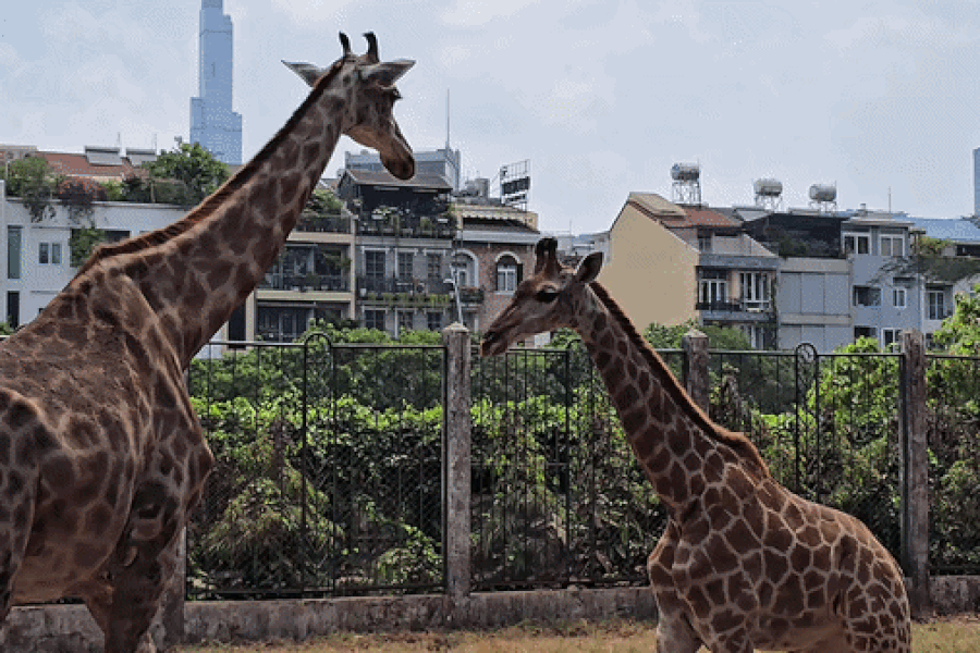 Lỡ hẹn đám cưới hươu cao cổ ở Thảo Cầm Viên, khách dừng lại xem voi "nhún nhảy"