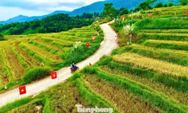 Check-in cung đường chữ S giữa 'biển vàng' gây sốt mạng xã hội