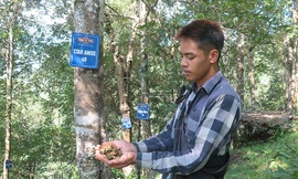 Người dân Lạng Sơn thu hoạch hoa hồi. 