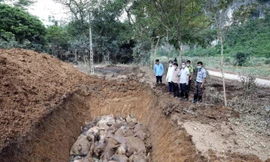 Chôn lấp lợn chết do lũ ở Yên Bình. 