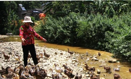 Phụ nữ Lạng Sơn thành công với mô hình phát triển cây đặc sản địa phương. Ảnh: Duy Chiến