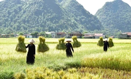 Mùa vàng ở Bắc Sơn, tỉnh Lạng Sơn. Ảnh: Doãn Tuấn.