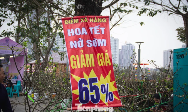 Thời tiết 'ép' đào nở sớm, nhà vườn xả hàng gỡ vốn như chiều 30 Tết