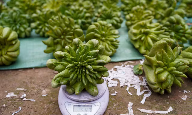 Phật thủ Tết giá đắt đỏ vẫn 'cháy' hàng