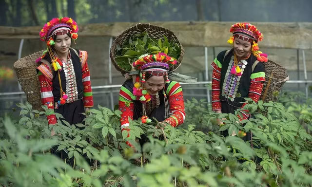 Phương án nào phát triển nông nghiệp hàng hóa, dược liệu quý ở Lai Châu? 