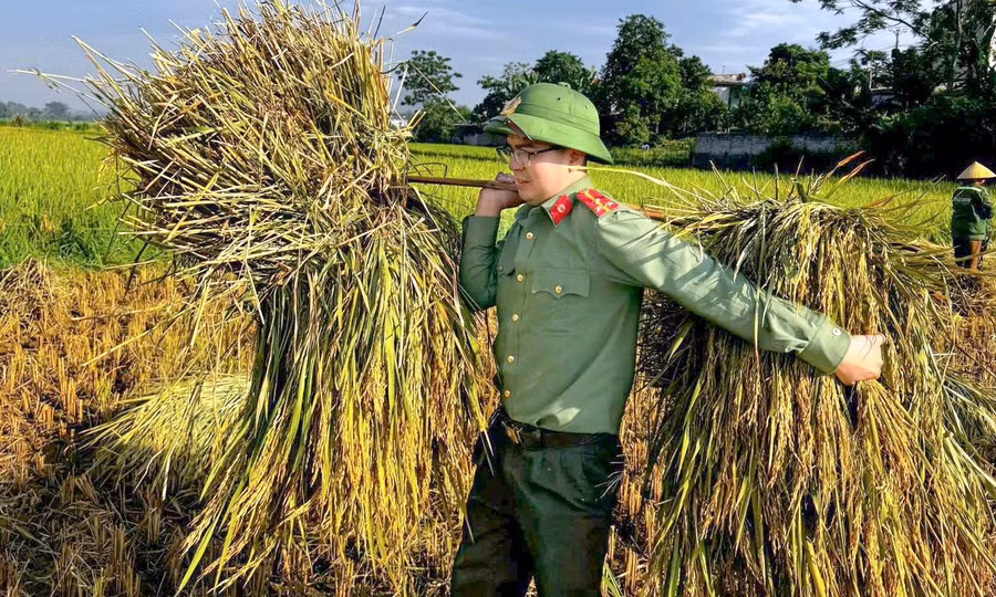 Công an lội ruộng giúp dân mùa gặt