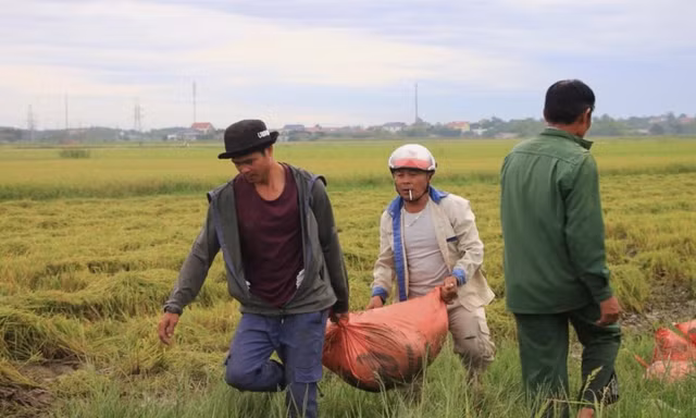 Bão sắp đổ bộ, nông dân ngược xuôi gặt lúa 'xanh nhà hơn già đồng'