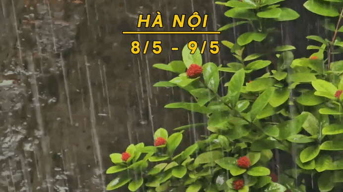 Hà Nội mưa dông hạ nhiệt kéo dài tới khi nào?