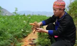 Thanh niên người Mông thoát nghèo từ nông nghiệp sạch